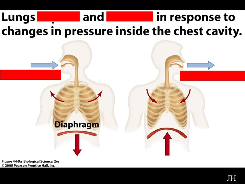 Diagram of Diaphragm JH